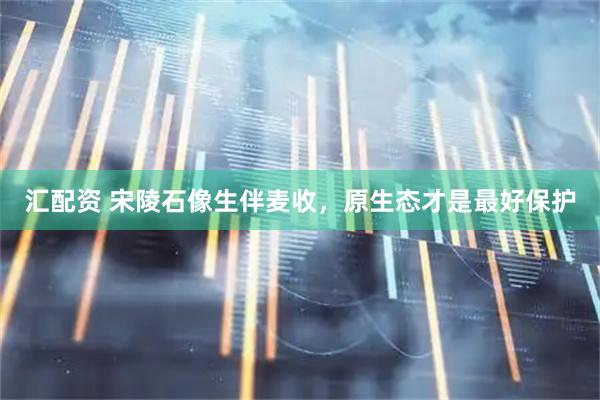 汇配资 宋陵石像生伴麦收，原生态才是最好保护